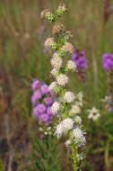 Imagem de Liatris aspera Michx.