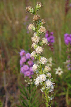 Слика од Liatris aspera Michx.