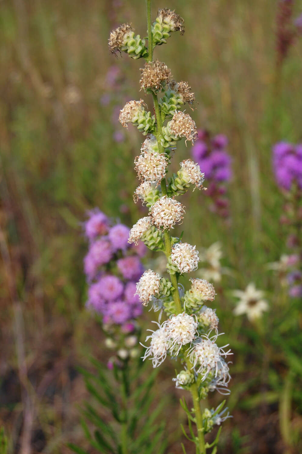 Imagem de Liatris aspera Michx.