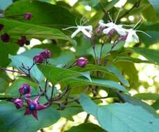 Imagem de Clerodendrum trichotomum Thunb.