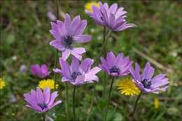 Image of broad-leaved anemone