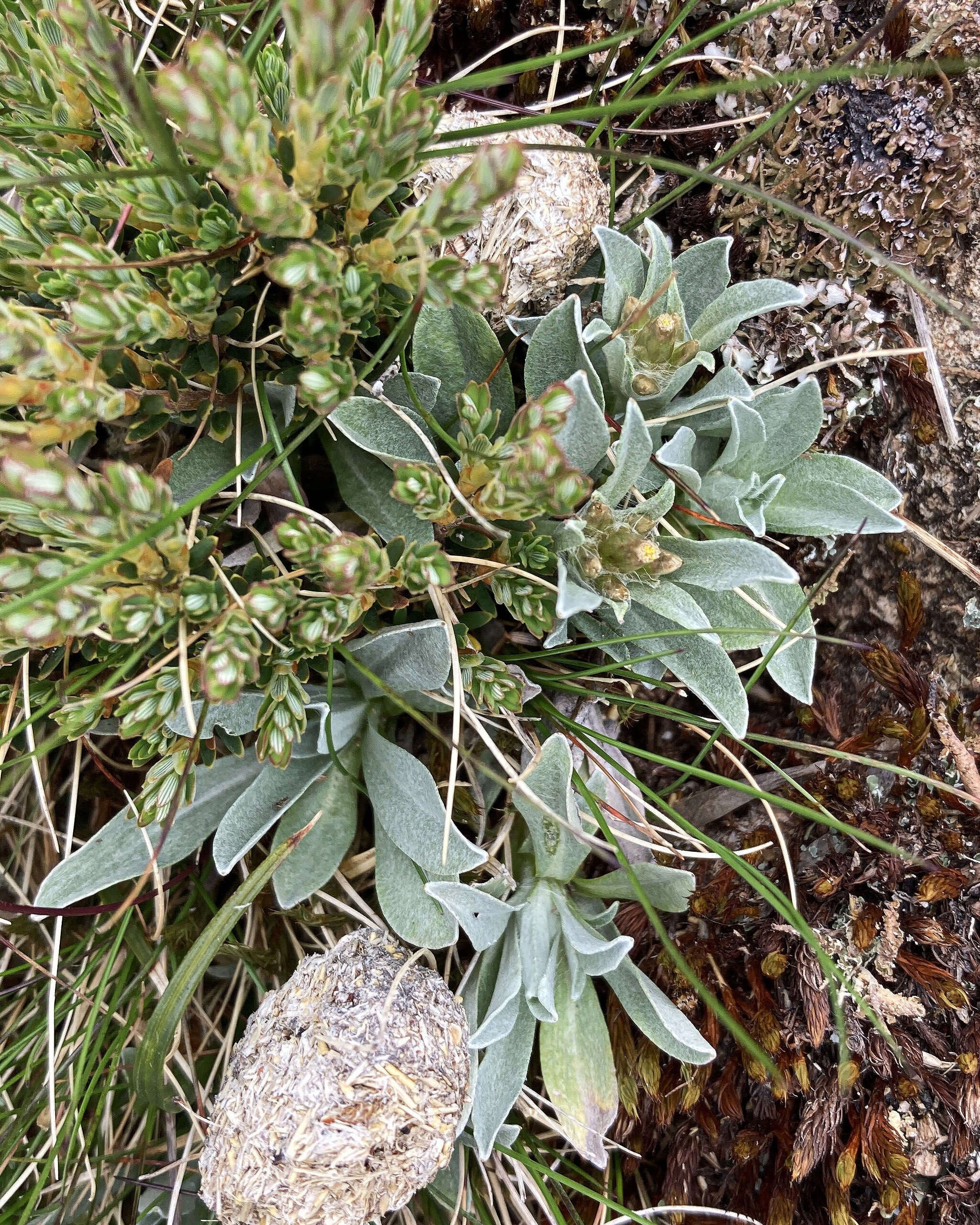 Image of Argyrotegium fordianum (M. Gray) J. M. Ward & Breitw.