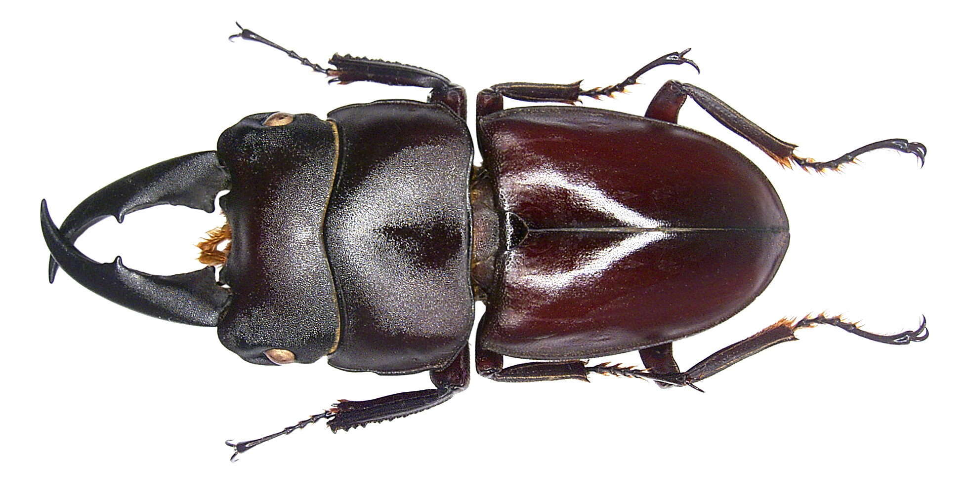 Dorcus ternatensis Thomson 1862的圖片