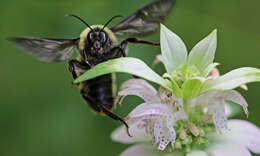 Image of American Bumblebee