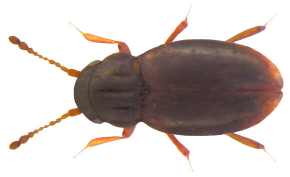 Слика од Ptilium exaratum (Allibert 1844)