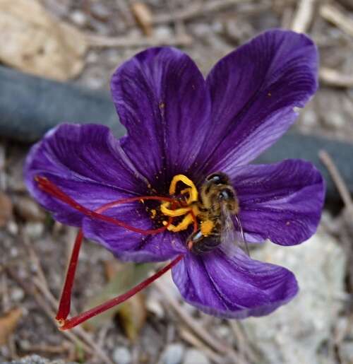 Image of autumn crocus