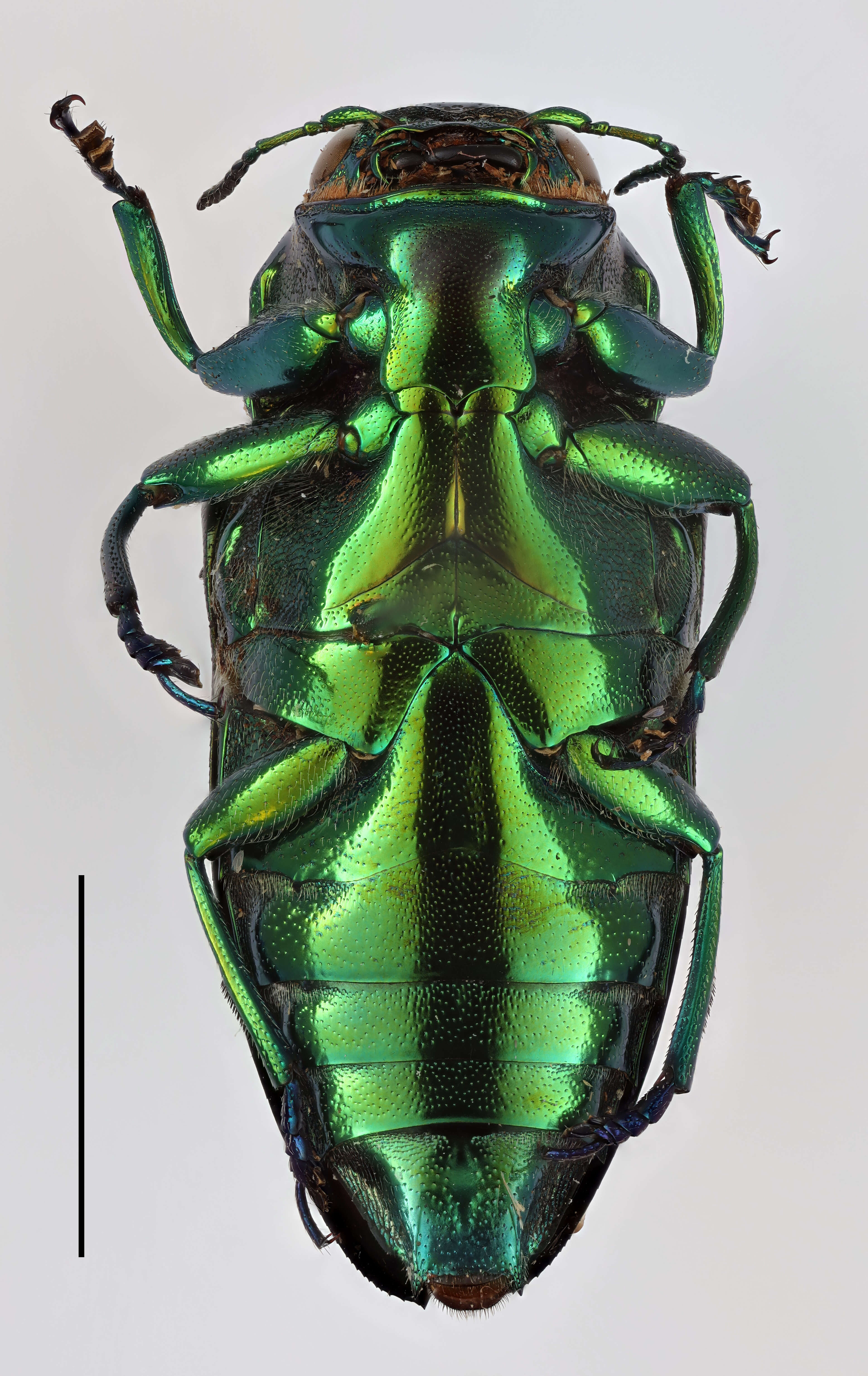 Image of Chrysobothris sexpunctata (Fabricius 1801)