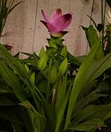 Imagem de Curcuma alismatifolia Gagnep.