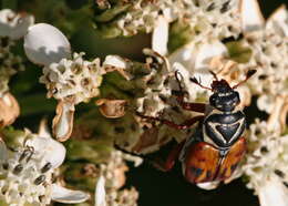 Image of Delta Flower Scarab