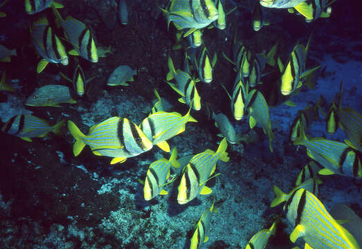 Image of Porkfish