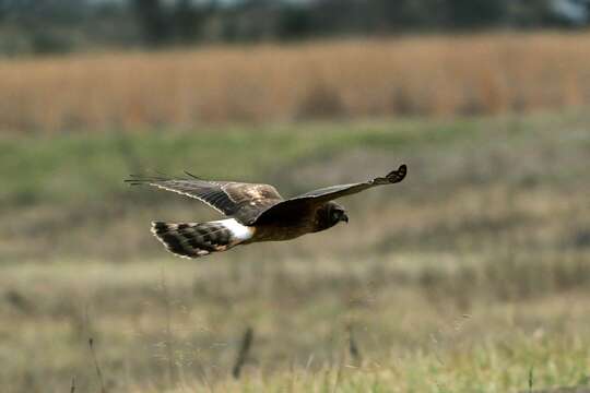 Image of Northern Harrier