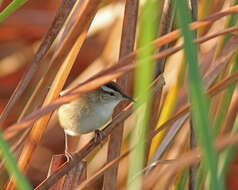 Image of Marsh Wren