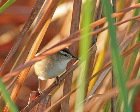 Image of Marsh Wren