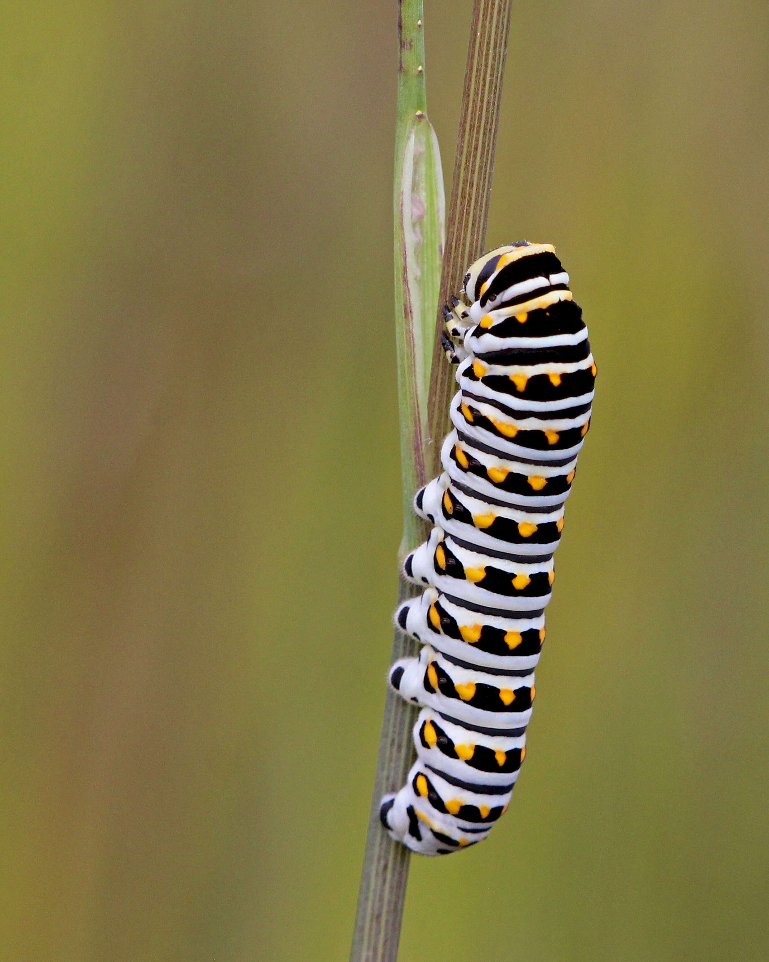 Image of Black Swallowtail