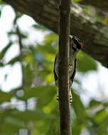 Image of Downy Woodpecker