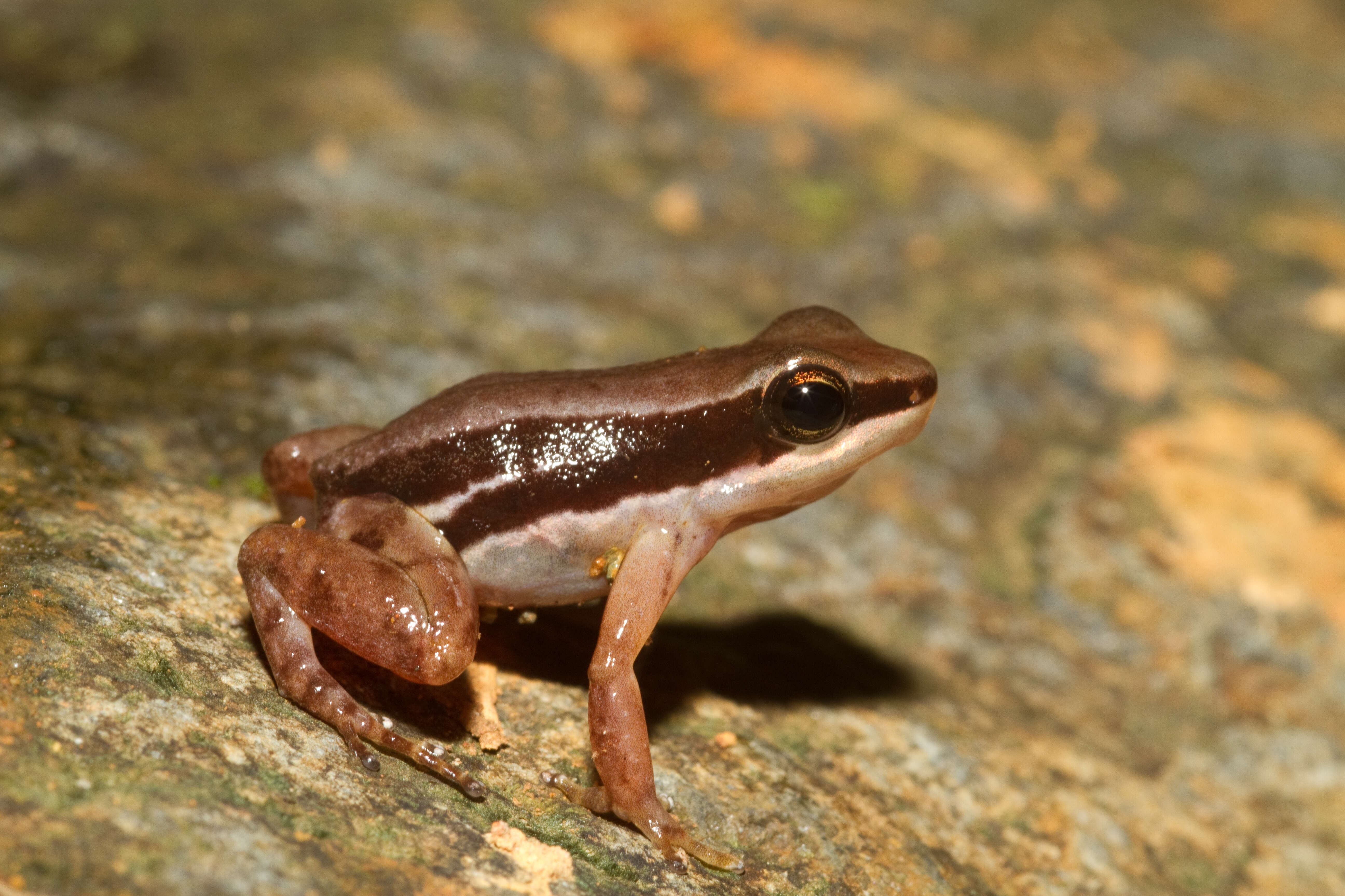 Image of Pratt's Rocket Frog