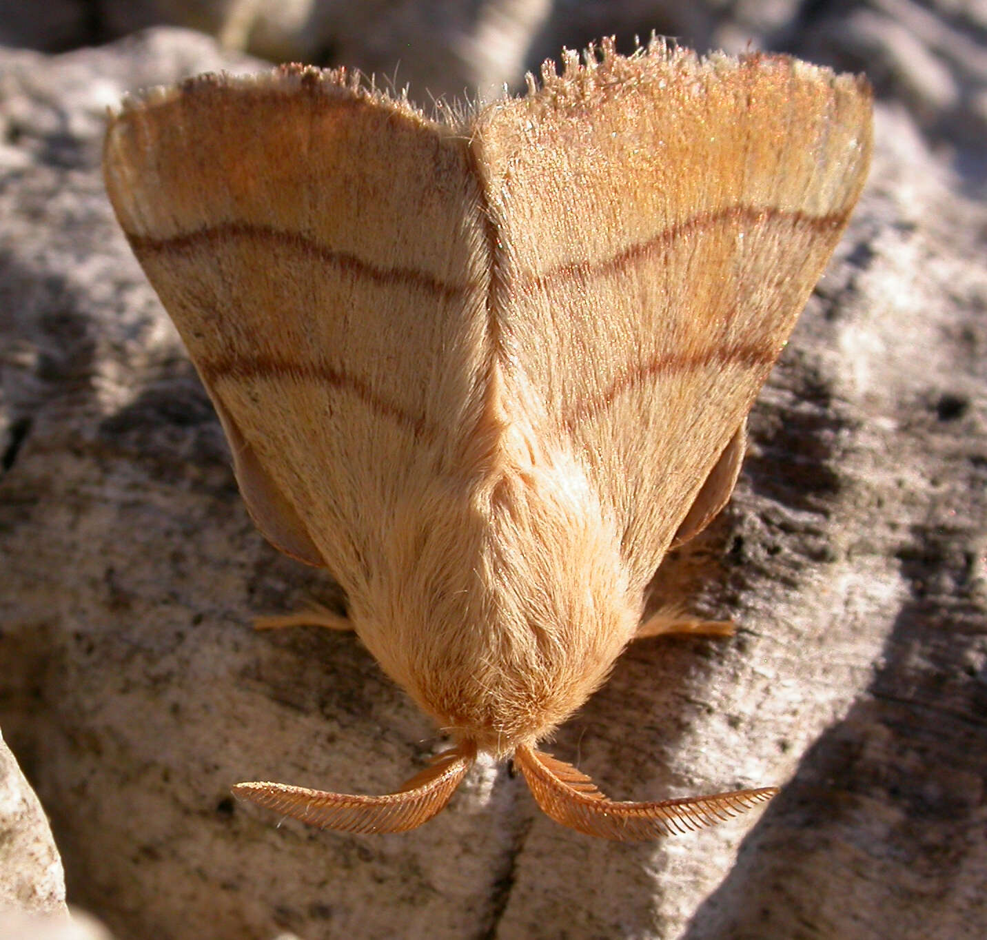 Image of lackey moth