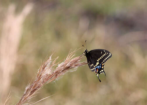 Image of Black Swallowtail