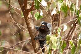 Image of Common Marmoset