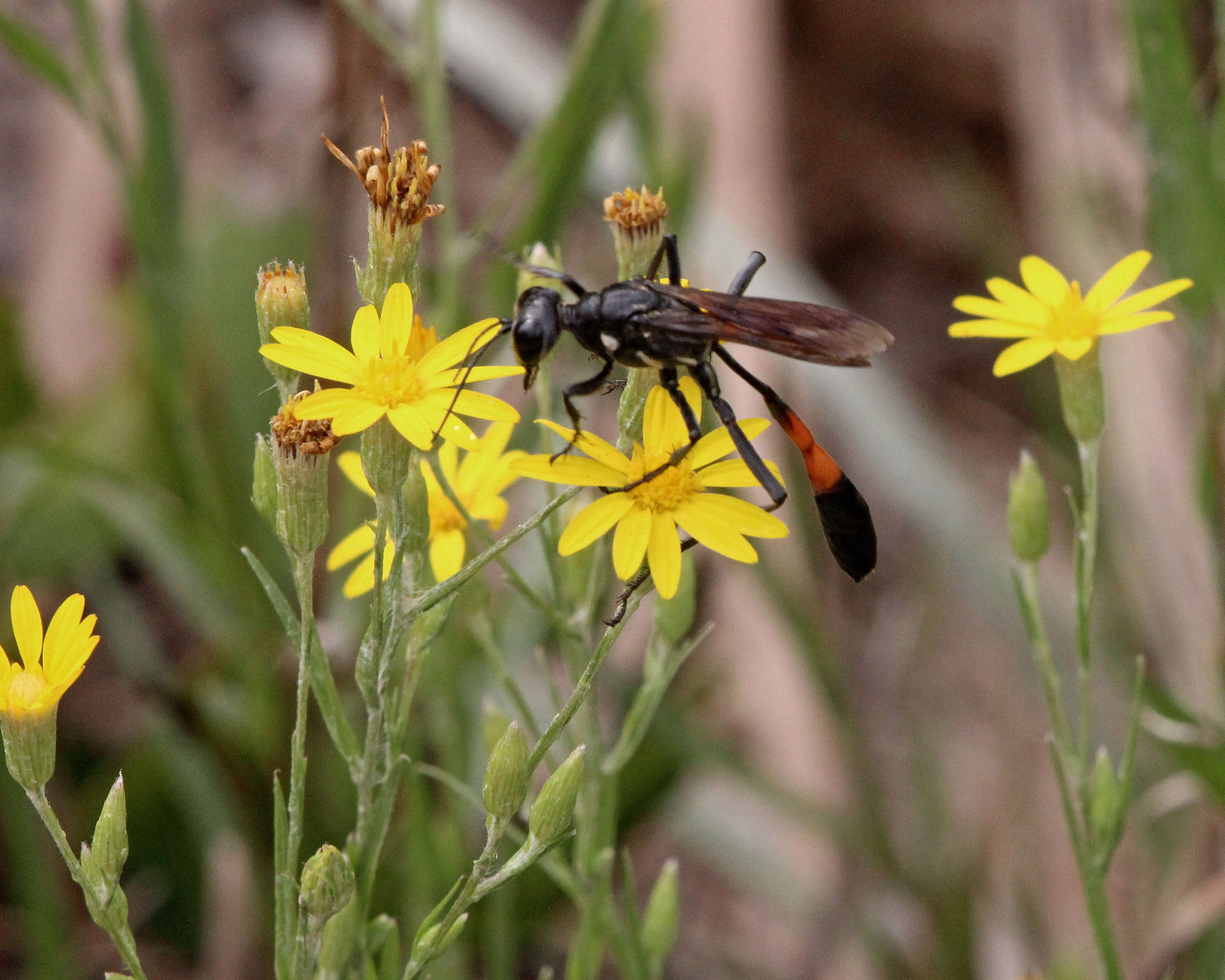 Image of Ammophila procera Dahlbom 1843