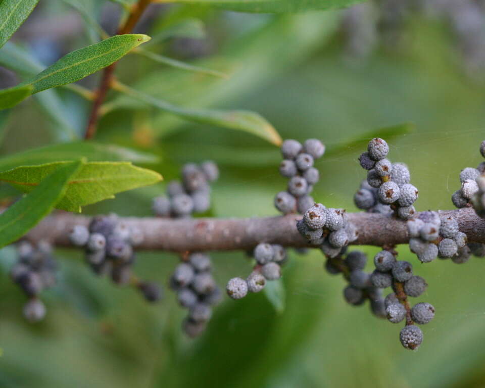 Image of wax myrtle