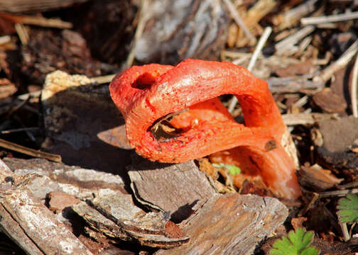 Image of Clathrus columnatus Bosc 1811