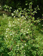 Image de Boenninghausenia albiflora (Hook.) Rchb. ex Meisn.