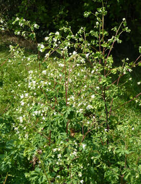 Image of Boenninghausenia albiflora (Hook.) Rchb. ex Meisn.