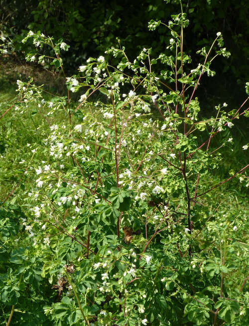 Image de Boenninghausenia albiflora (Hook.) Rchb. ex Meisn.