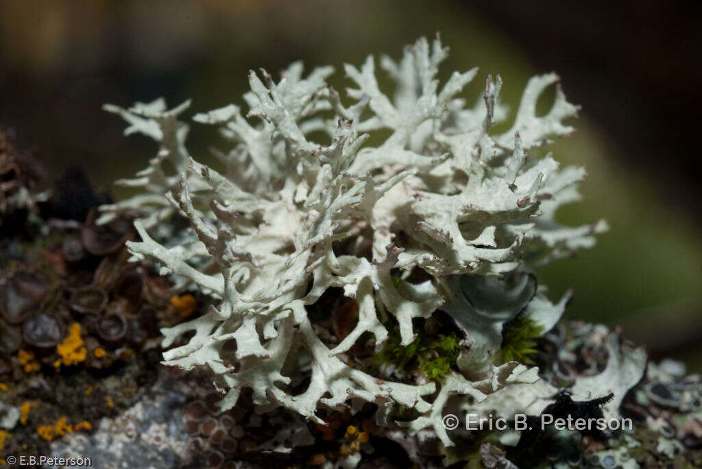 Image of ring lichen