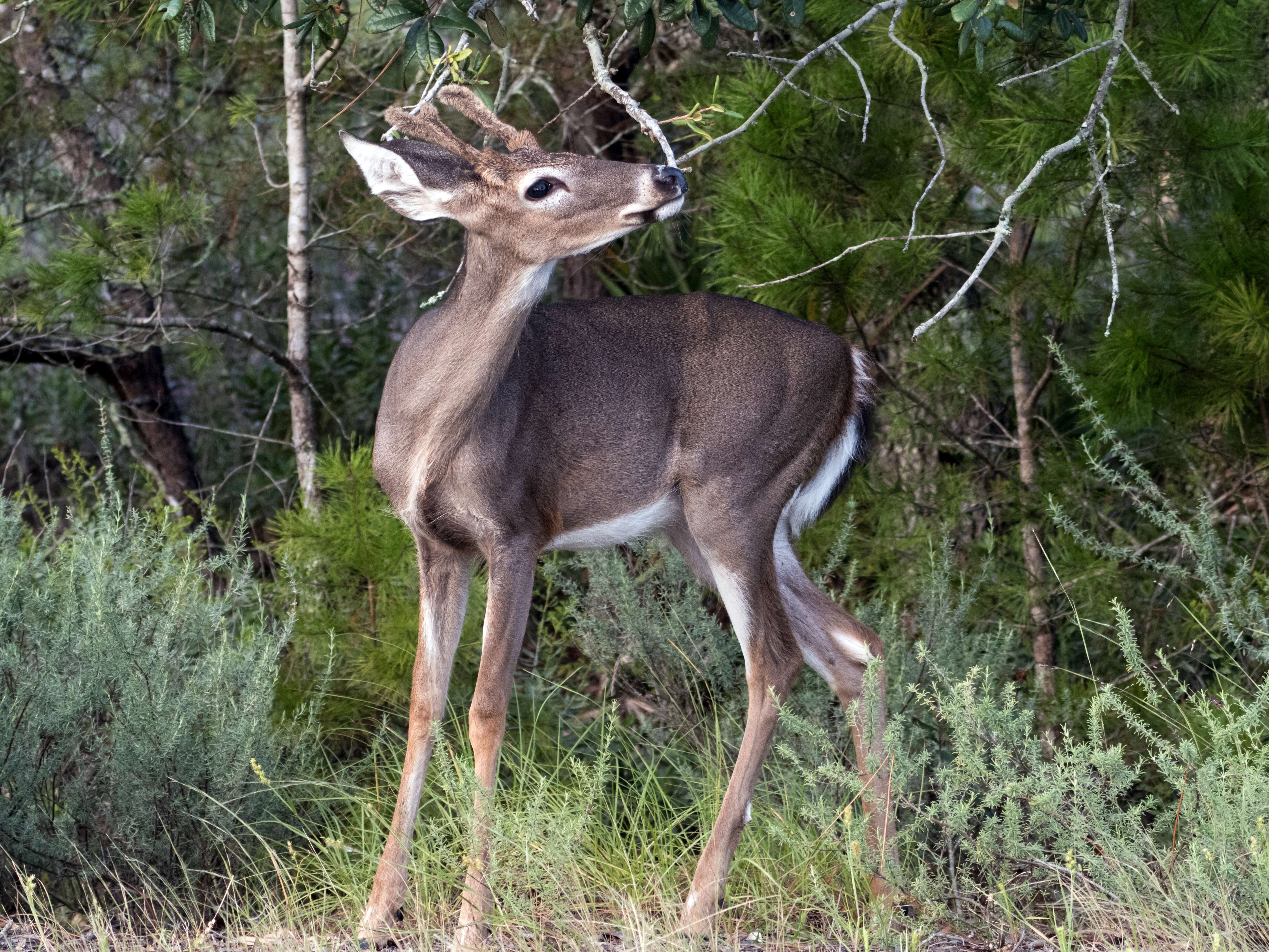 Image of Odocoileus virginianus osceola (Bangs 1896)