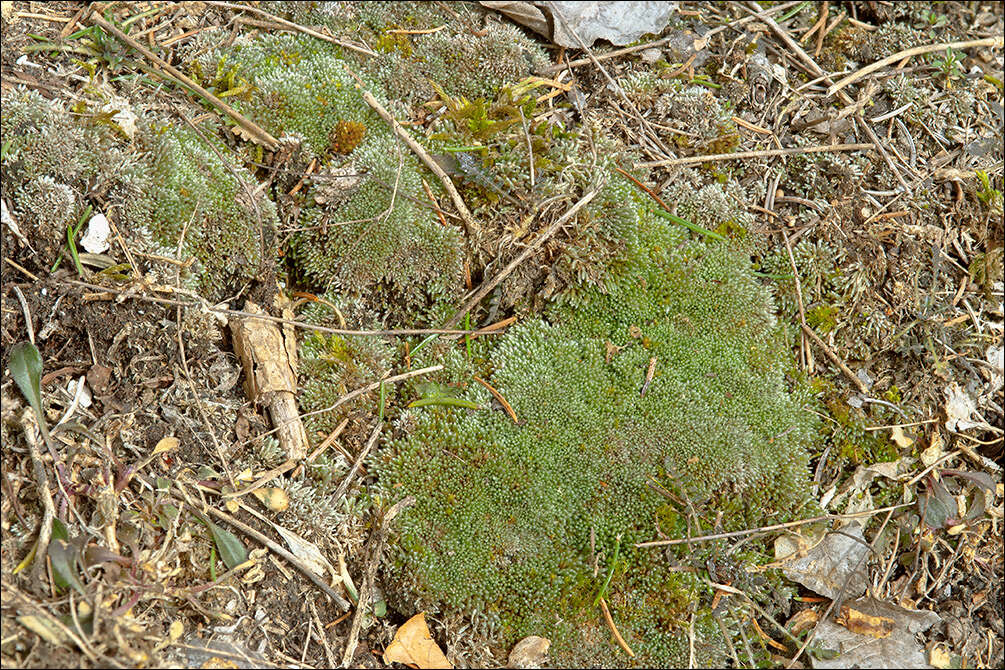 Image of silvergreen bryum moss