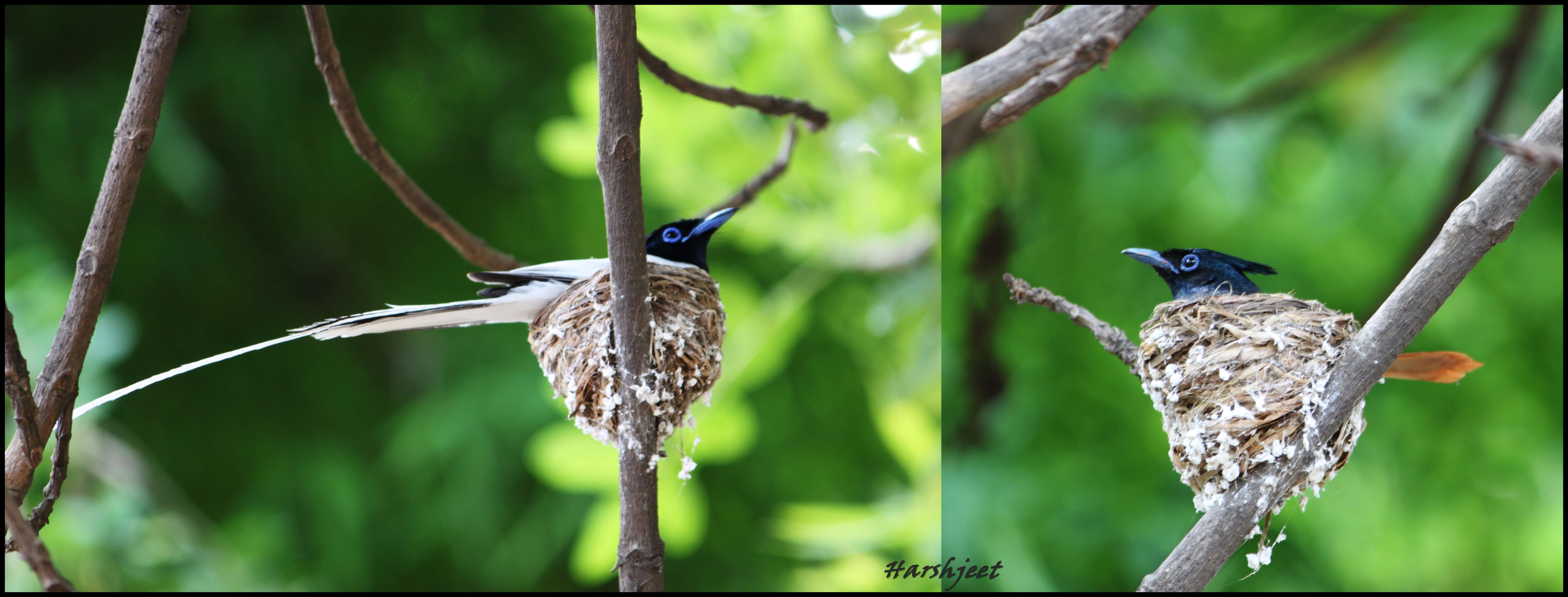 Image of Asian Paradise-Flycatcher