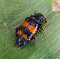 Image of Nicrophorus (Nicrophorus) investigator (Zetterstedt 1824)