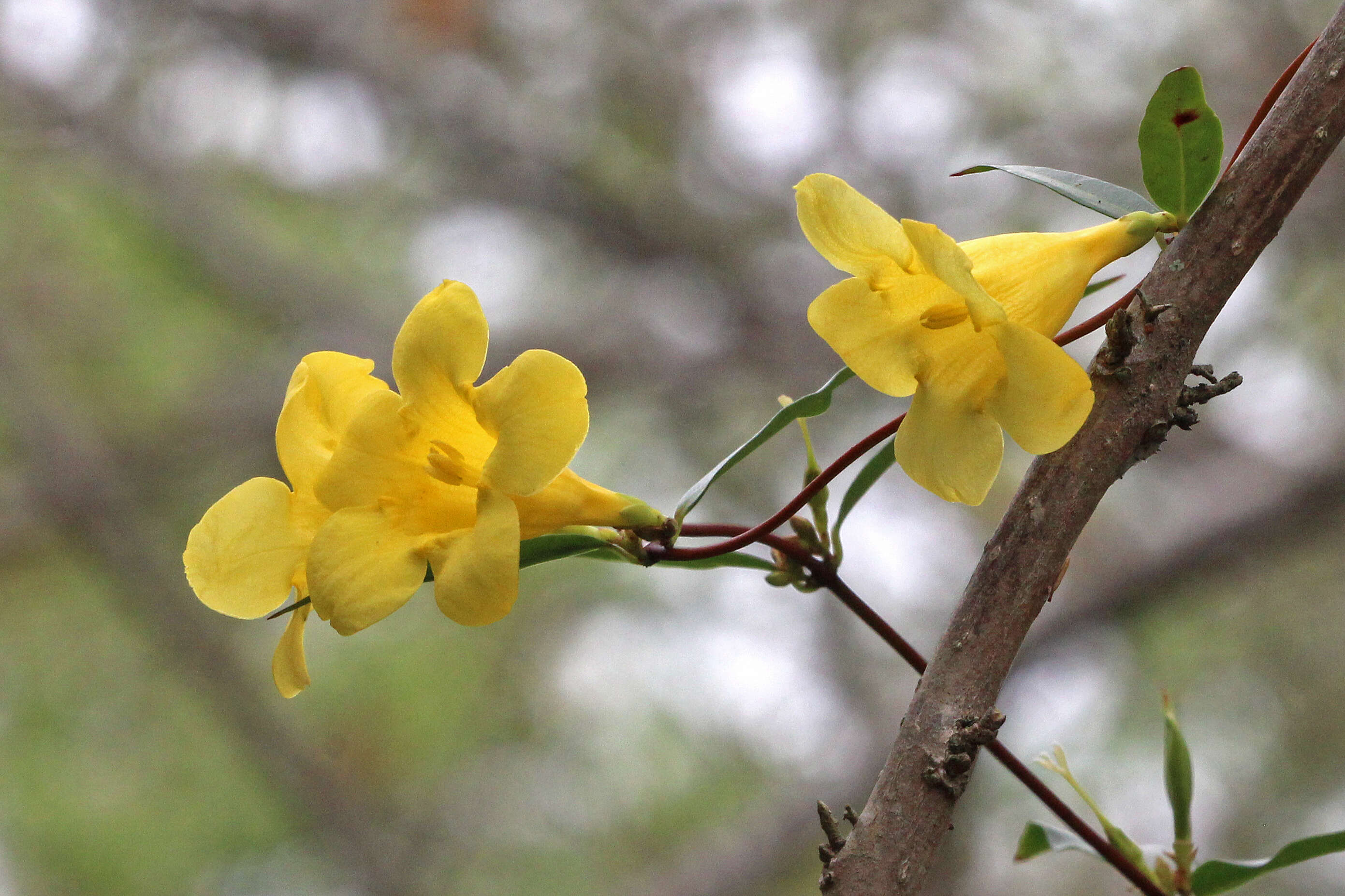 Plancia ëd Gelsemium sempervirens (L.) J. St.-Hil.