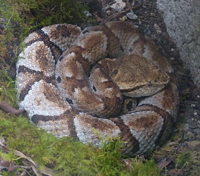 Image of Bothrocophias microphthalmus (Cope 1875)