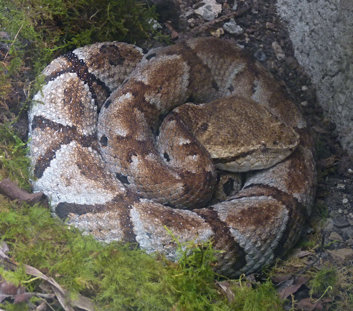 صورة Bothrocophias microphthalmus (Cope 1875)