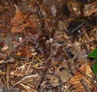 Image of Theraphosa