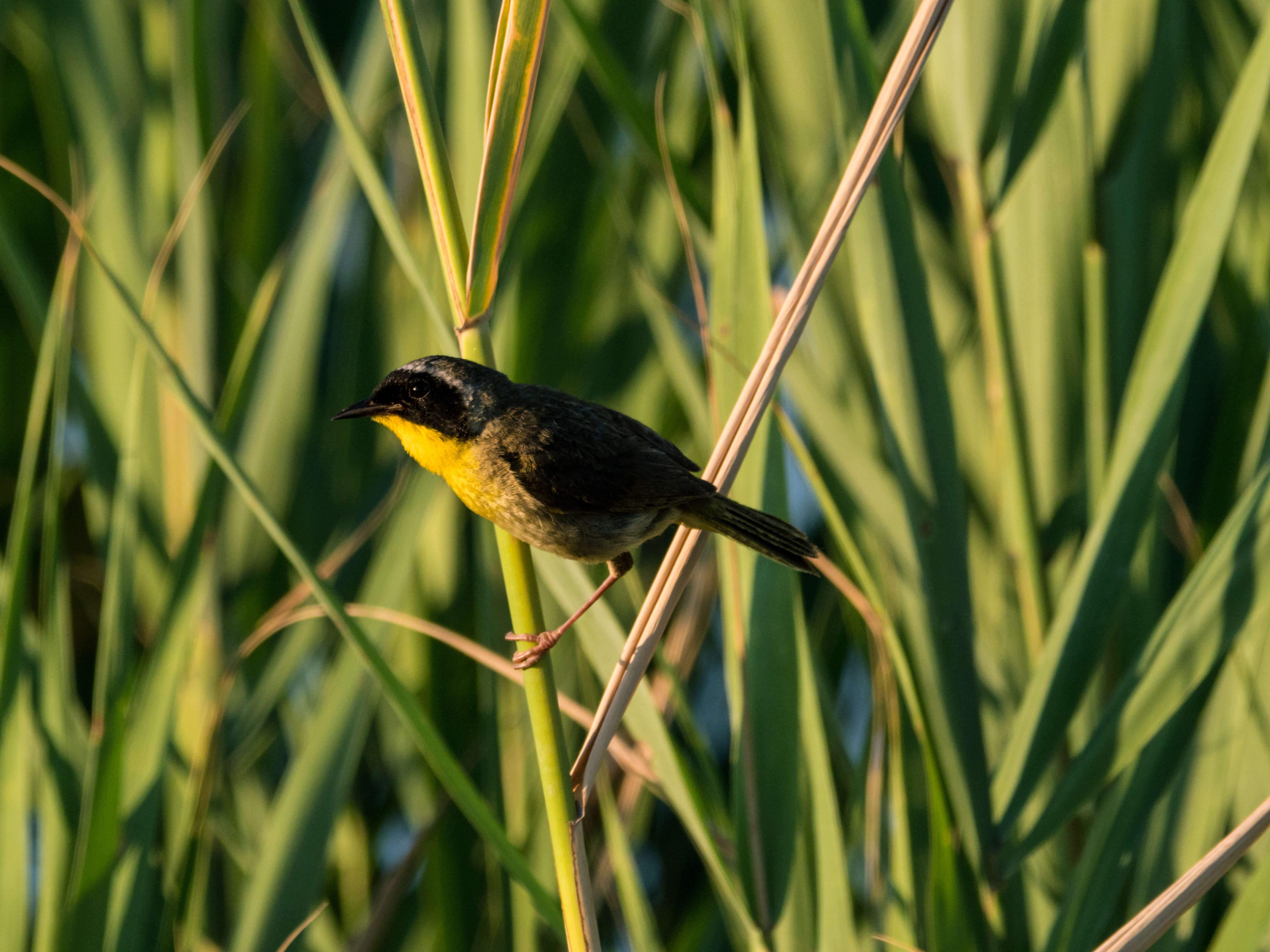 Image of Common Yellowthroat