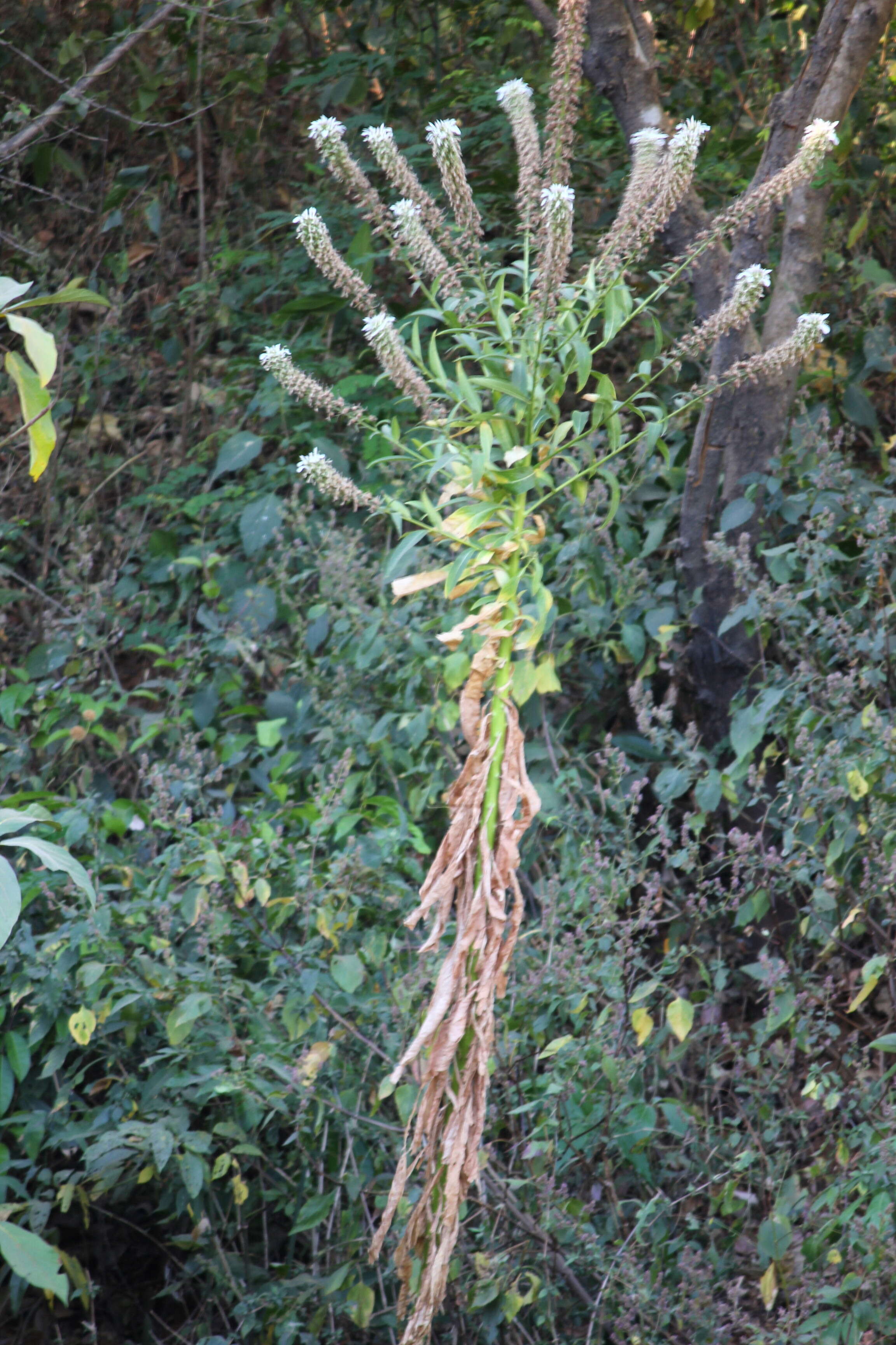 Image de Lobelia nicotianifolia Roth