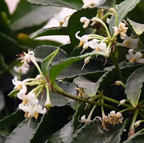 صورة Ardisia crenata Sims