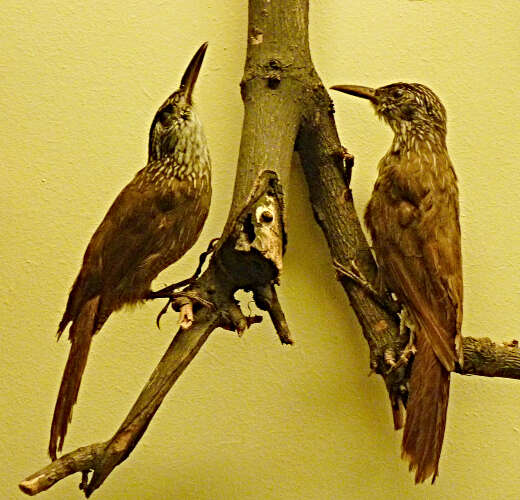 Image of Planalto Woodcreeper