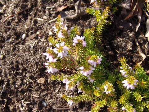 Imagem de Erica carnea L.