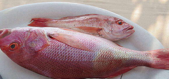 Image of Bream