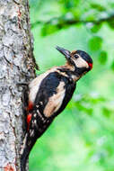 Image of Great Spotted Woodpecker