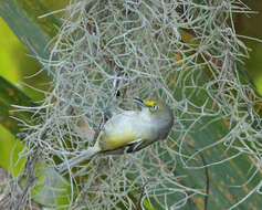 Image of White-eyed Vireo