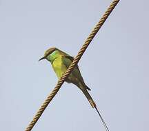 Image of Asian Green Bee-eater