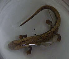 Image of Two-lined Mushroomtongue Salamander