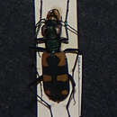 Image of Cicindela (Calochroa) mouhoti Chaudoir 1865