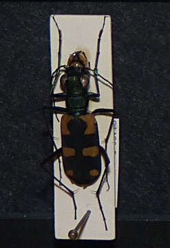 Image of Cicindela (Calochroa) mouhoti Chaudoir 1865